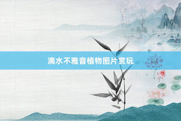 滴水不雅音植物图片赏玩