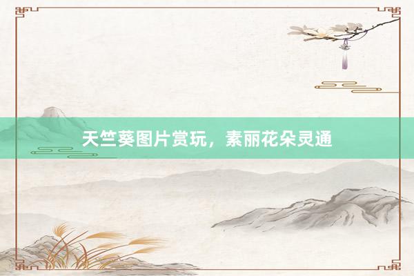 天竺葵图片赏玩，素丽花朵灵通